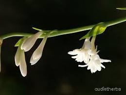 augmented_Polianthes tuberosa flower6_rotated_180.jpeg
